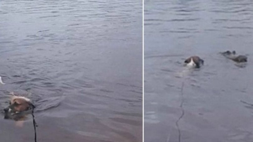 Σκύλος δέχεται επίθεση αλιγάτορα, δείτε πως γλίτωσε από τα φονικά σαγόνια του (βίντεο)